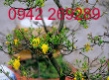 Vận chuyển hoa Mai ra Hà Nội nhanh chóng và an toàn